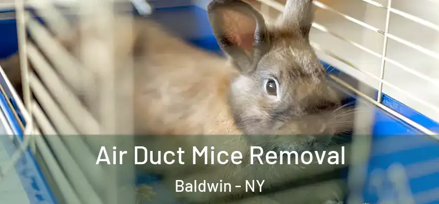  Air Duct Mice Removal Baldwin - NY
